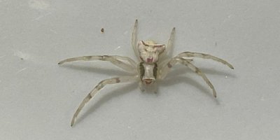 İnsan yüzlü örümcek görenleri şaşkına çevirdi