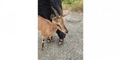 Yolunu şaşıran dağ keçisini köylüler buldu