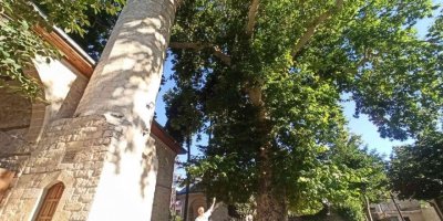 Bektutiye Camii’nin Asırlık Çınarla Komşuluğu