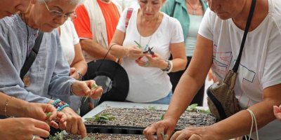 Tıbbi aromatik bitkiler toprakla buluştu