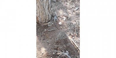 Kahramanmaraş’ta çöl varanı görüldü