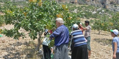 Mut’ta fıstık hasadı başladı