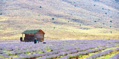Kahramanmaraş’ta lavantalar görsel şölen sunuyor