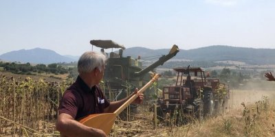 Adana’da sazlı sözlü ayçiçek hasadı