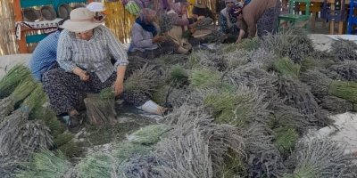Kuyucak köyünde lavanta hasadı başladı