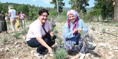 Turizm ilçesi Kemer’de lavanta hasadı