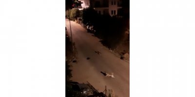 Mahalleye inen domuz sürüsü ile köpeklerin kovalamacası kamerada