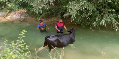 Sulama kanalına düşen ineğin yardımına itfaiye yetişti