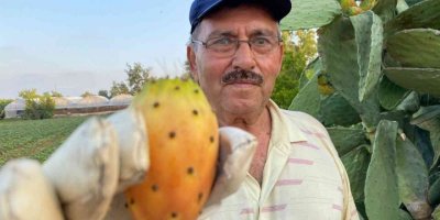 Dikenli incir hasadı başladı