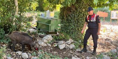 Susayan yavru yaban domuzuna jandarma şefkati