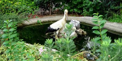 Yuvasından düşen yavru leylek korumaya alındı