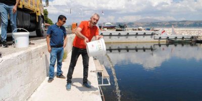 Eğirdir Gölü’ne 1 milyon 391 bin 500 adet yavru sazan bırakıldı