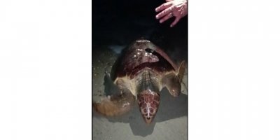 Yumurtlamaya gelen caretta carettayı böyle kaçırdılar