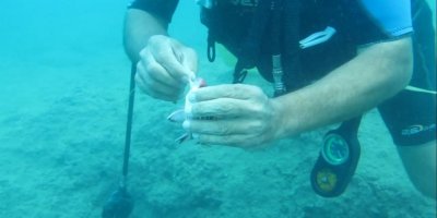 Antalya’da balık ısırma şikayetleri arttı, uzman isim açıklama yaptı