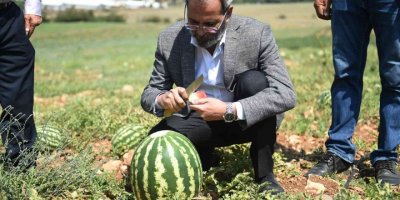 Tarsus’ta hasadı yapılan karpuzlar halka ücretsiz dağıtılacak