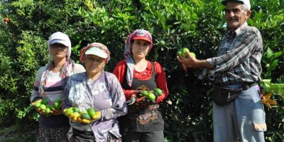 Lime cinsi limonda hasat başladı: Kilosu 50 lira