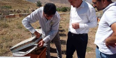 Remik Yaylası balının sağımı başladı