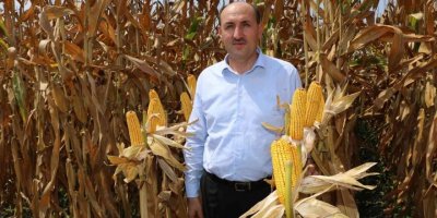 Çukurova’da mısır hasadı başladı