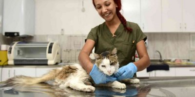 Zehirlenen sokak kedisi hayata tutundu