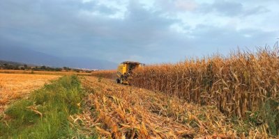 Mısırda verim, çiftçinin yüzünü güldürdü