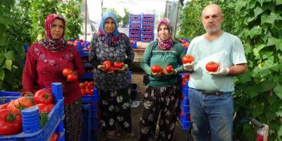 Isparta yaylalarında domates hasadı başladı