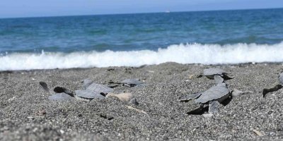 Hatay’da yavru kaplumbağalar denizle buluştu