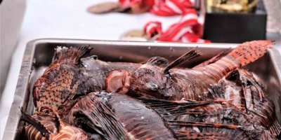 Zehirli aslan balığını yakalamak için yarıştılar, tuttuklarını ızgarada pişirip yediler