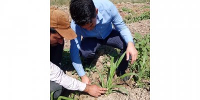 Hayvancılığın kurtuluşu olarak görülen ‘Maralfalfa’ Elbistan’da ilk kez ekildi