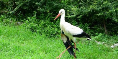 Osmaniye’de yaralı bulunan leylekler tedavi altına alındı