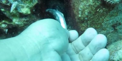 Bıçak gibi keskin dişli Müren balığını elleriyle besledi