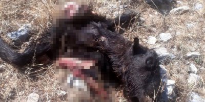 Ağıla Giren Kurtlar 4 Keçiyi Telef Etti