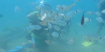 Bakanlığın av yasağı kararı, Akdeniz’de meyvelerini verdi