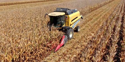 Türkiye’de ilk kez kumda mısır yetiştirildi, rekolte yüz güldürdü