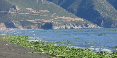 Hatay’da su sümbülleri, Samandağ sahiline yayıldı
