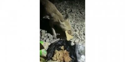 Aç tilki tarhana ile doydu