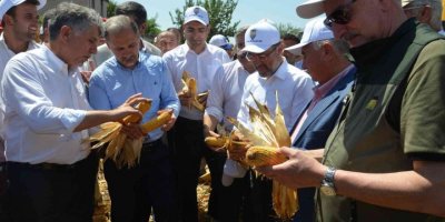 Amik Ovası’nda mısır hasadı başladı
