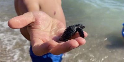 Vatandaşlar, yuvadan çıkan yavru carettaları denizle buluşturdu