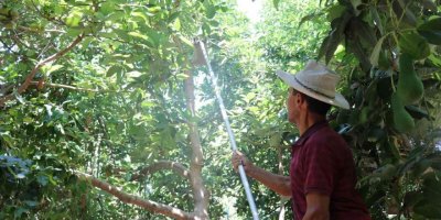 Türkiye’nin yüzde 70 avokado üretimi yapılan Alanya’da hasat heyecanı