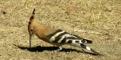 Eşlerine bağlılıklarıyla bilinen ibibik kuşlarının yem telaşı