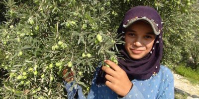 Yılın ilk zeytin hasadı Silifke’de başladı