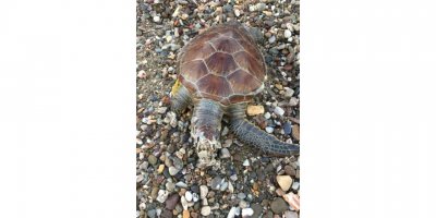 Alanya sahilinde ölü caretta caretta bulundu