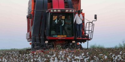 Bakan Kirişci biçerdövere binip pamuk hasat etti