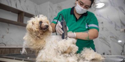 Mersin’de Sahipsiz Hayvanların Bakımları Yapılıyor