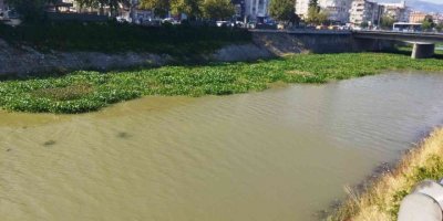 Su sümbülleri temizleniyor