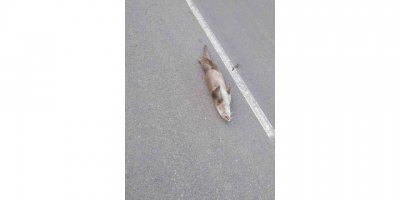 Kırmızı listede yer alan su samuru aracın çarpması sonucu telef oldu