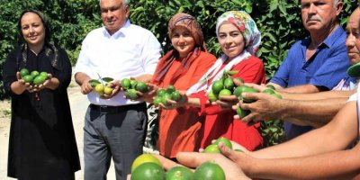 Limonun başkentinde hasat zamanı
