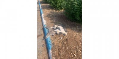 Hatay’ın Arsuz ilçesinde sokak kedileri zehirlendi