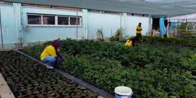 Tarsus’ta belediyeye ait fidanlıklarda tarımsal üretime destek veriliyor