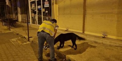 Sokak hayvanlarına polis şefkati