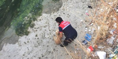Derede mahsur kalan köpeği itfaiye kurtardı